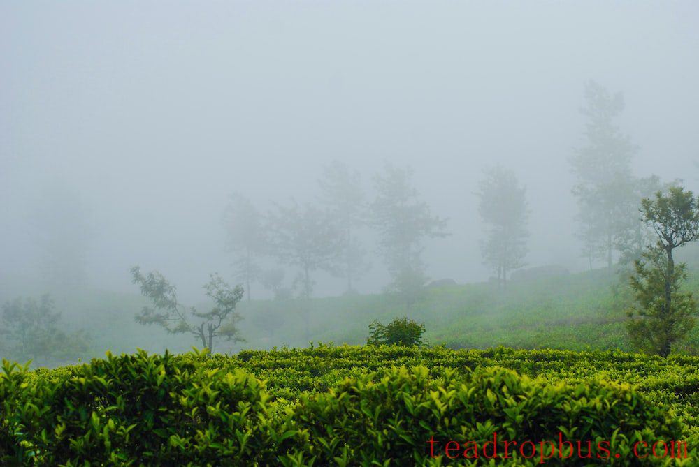 Green Tea Analysis: The Origin, Harvesting, and Taste of Mengding Ganlu-1