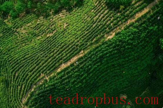 A Millennium of Agricultural Civilization: The Fragrance of Xishi Shidian Tea in Changchun-5