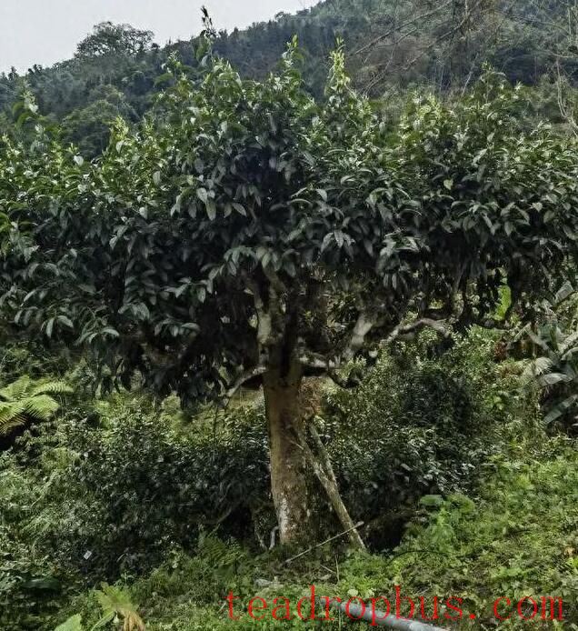Malipo Ancient Tea Garden Selected for the Book 
