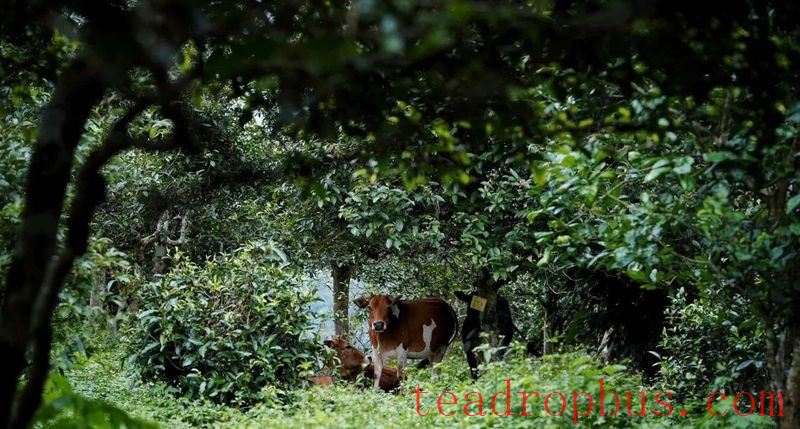 June Stretches Long, Meeting the Boundless Green of the He Kai Tea Garden-2