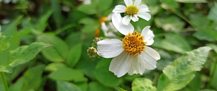 Exploring Bitterweed (Bidens pilosa): How to Brew a Healthy and Healing Tea from Its Flowers-1