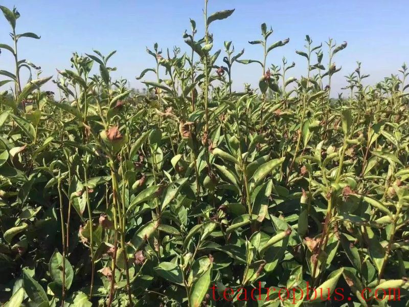 Yueyang Experience in Spraying Foliar Fertilizer for Drought and Cold Resistance in Tea Gardens-3