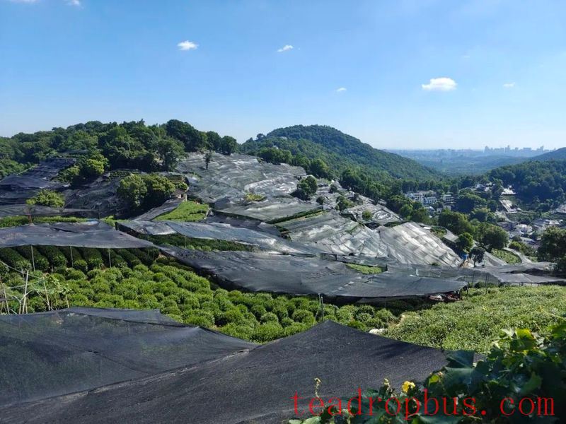 Wengjia Mountain Village Tea Garden: Greenery Unreduced, Drought Resistance in Progress!-1