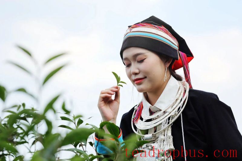 The Chronicles of Tea in Malipo (Part Five): A Tea Leaf's Monologue—This Fragrant Tea Comes from Malipo-5