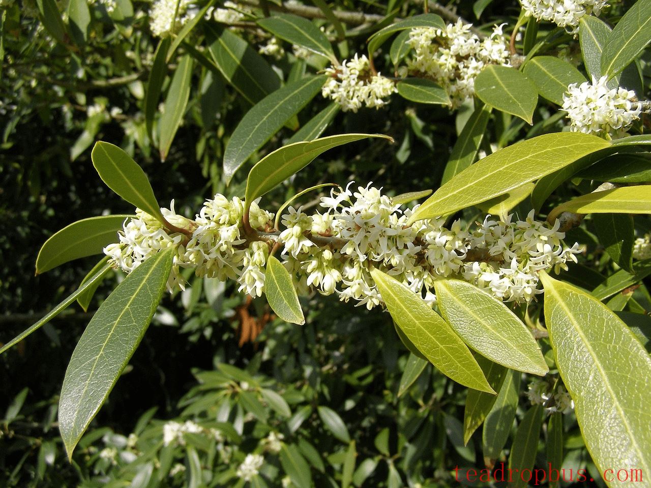 Osbman Tea: Benefits of Brewing Pu'er with Sweet Osmanthus-2