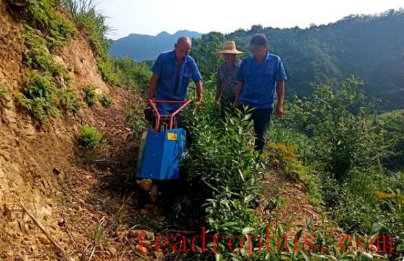 Specific Measures for Mechanical Tea Pruning-4