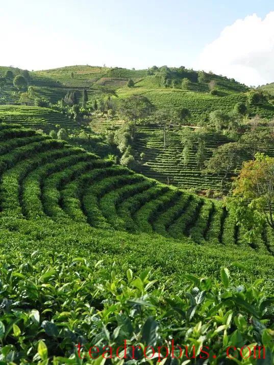 The Spring Tea Season: An Overview of the History and Culture of Menghai Pu'er Tea (Part 1)-1