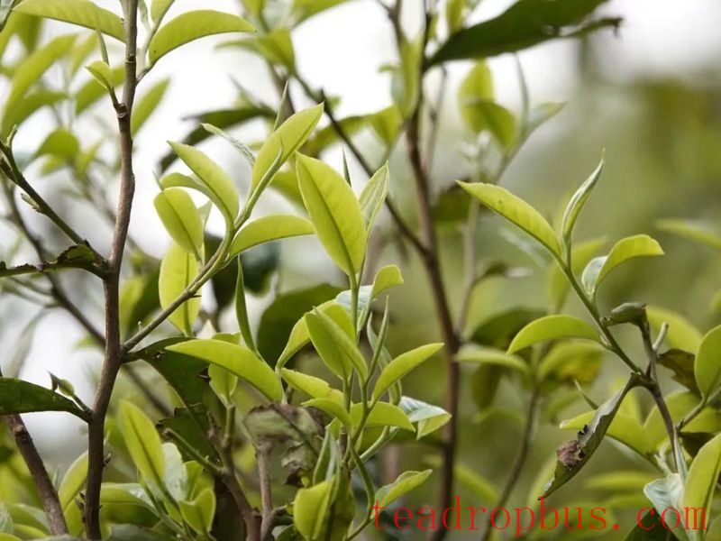Yiwu Town's Gaoshan Village: The Fragrant Path of Happiness Paved by the 