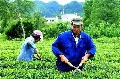 Industry Guidance: Six Management Measures to Boost Spring Tea Efficiency-1
