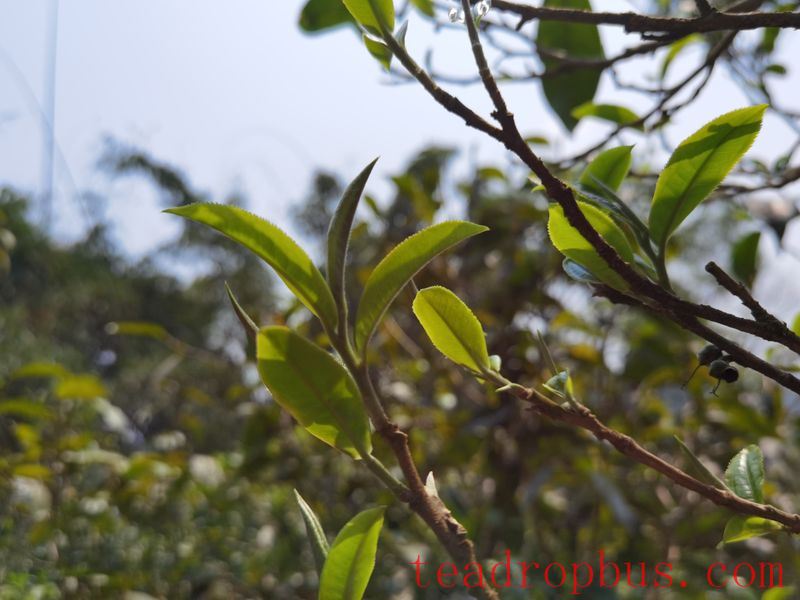 A Brief Discussion on Yiwu: Characteristics of Yiwu Ancient Tree Tea-5