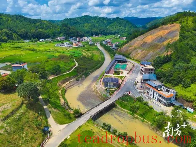 Camellia Oil Plantation: Huangtang Town, Zijin County Aims for 10,000 Mu-4
