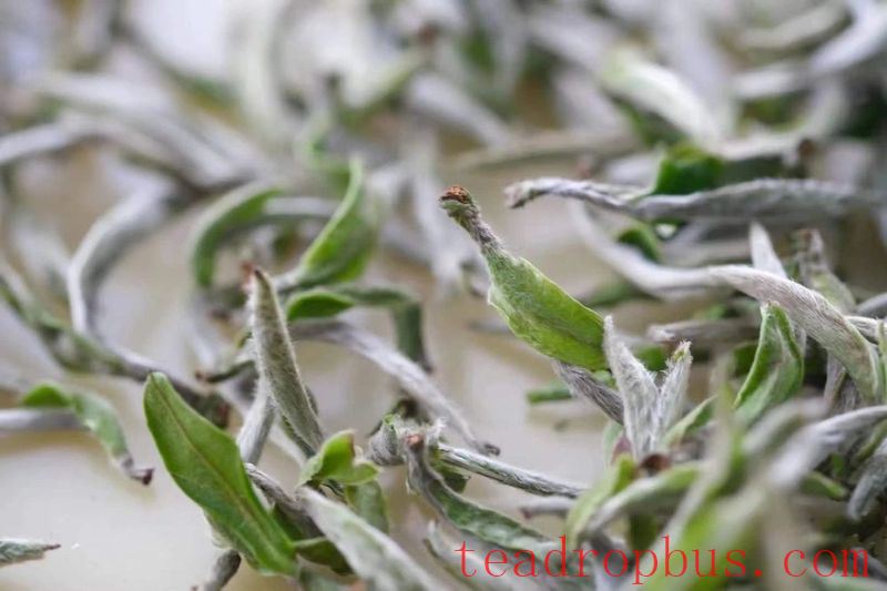Everyone Says White Tea Is Good, But What Exactly Is So Great About White Tea?-5