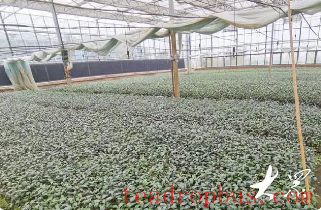 From Seeding to Planting: Clonal Tea Seedlings Make Mechanical Harvesting Possible in Shandong-1