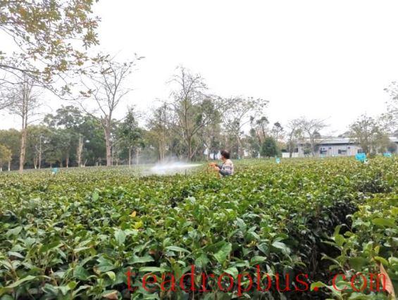 How Tea Production Can Cope with Severe Cold Weather-3