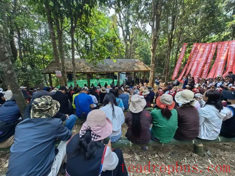Promoting Rural Revitalization through Tea: The Ancient Tea Mountain of Nanuo Mountain Officially Opens for Spring Harvest-4