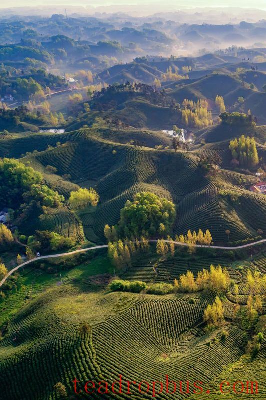 This Northern Province Was Once the Absolute Center of Chinese Tea!-9