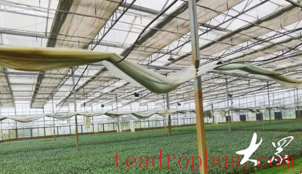 From Seeding to Planting: Clonal Tea Seedlings Make Mechanical Harvesting Possible in Shandong-2