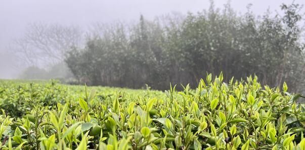 Summer Tea Garden Management Techniques-1