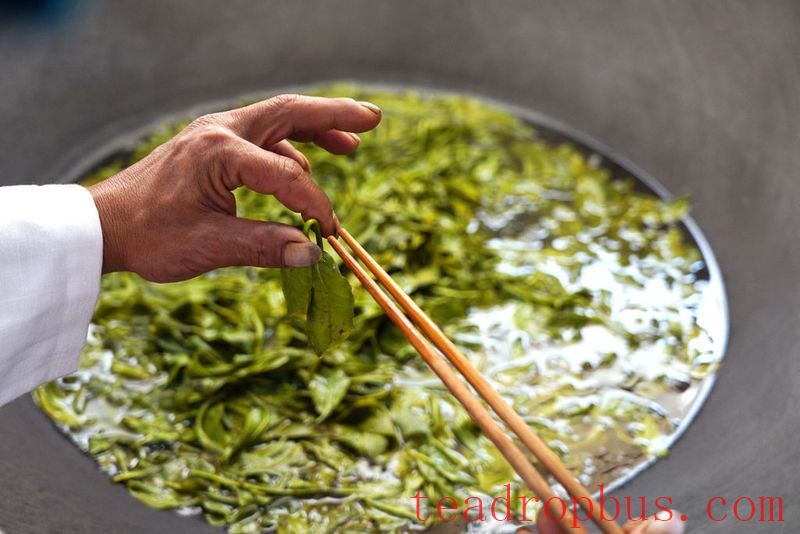 The Sour Tea of Jingmai Mountain: How Elaborate is its Preparation?-1
