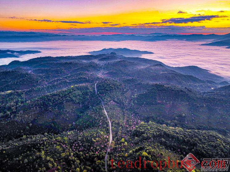 Puer: Jingmai Mountain Has Not Only Ancient Tea Trees but Also Winter Cherry Blossoms over Thousands of Mu-2
