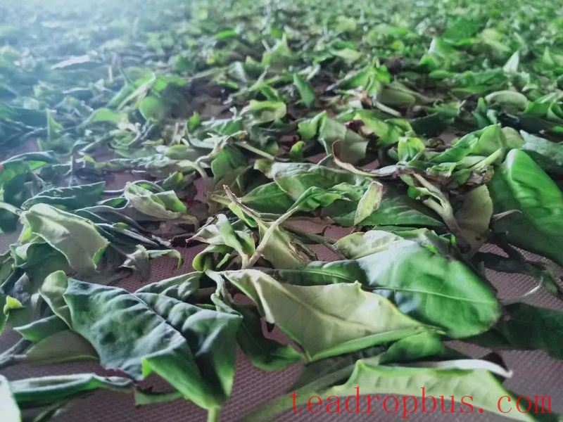 Lincang Tea's New Craft: Large-Leaf White Tea-3