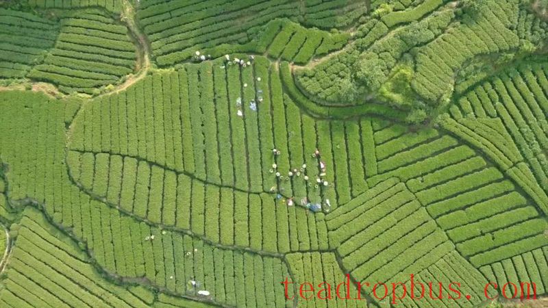 Nanling Town: Integrating Agriculture, Tourism, and Culture, Writing a Big Article on High-Quality Development with 