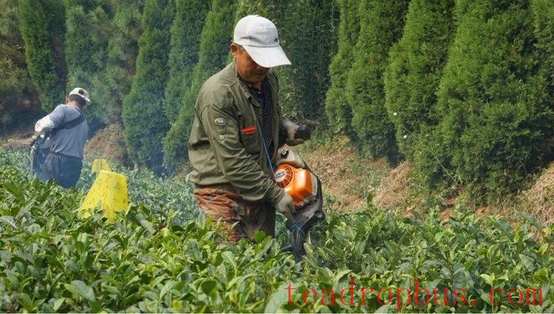 Guidance on Summer and Autumn Tea Garden Production Management in Rizhao-1