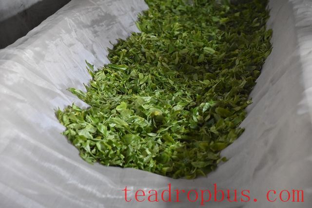 The Yunnan Black Tea (Dian Hong) Production Process-2