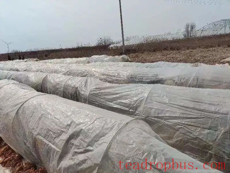Spring 2025 Jiaozhou City Tea Garden Management Technical Guidelines-3