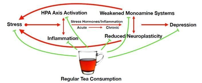 Multiple Studies: Tea Drinking Can Improve or Alleviate Mood-3