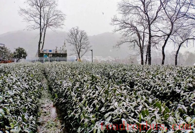 Tea and Meteorology: Types of Frost Damage in Tea Gardens and Low-Temperature Emergency Protection Techniques-1