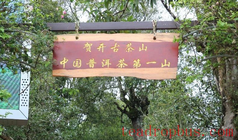 He Kai Ancient Tea Mountain: Experiencing the Natural Beauty and Legendary Charm of China's Premier Pu'er Tea Mountain-5