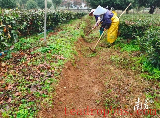 Forecast for Tea Production in Guangdong: Cold Front Next Week, Northern Guangdong Tea Gardens Beware of Low Temperatures and Cold Damage-3