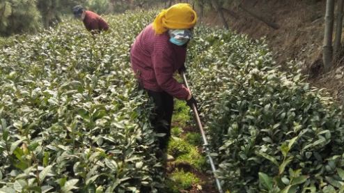 Guidance on Summer and Autumn Tea Garden Production Management in Rizhao-3