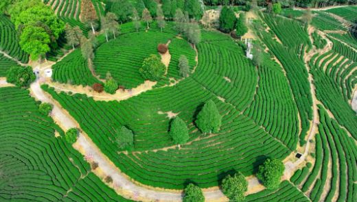 Liu Yiping: Ode to the Tian Shan Tea-2