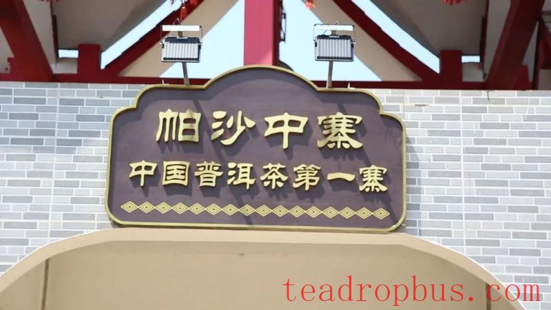 Lao Xu on Tea: The tea trees by the roadside in Pasha Zhongzhai are doing well, and the ancient tea trees in the tea garden have just sprouted!-1
