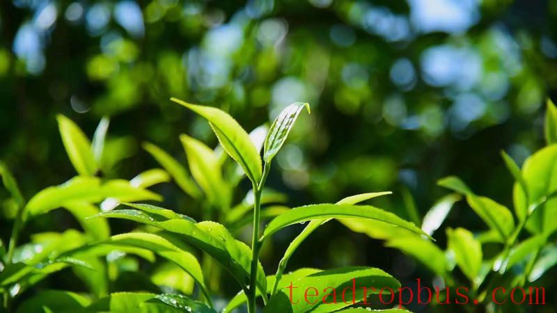 What are the differences and characteristics of Pu'er tea from different mountains?-2