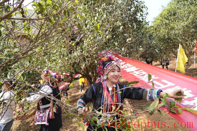Lao Banzhang: Green Waters and Green Mountains Pave the Path to Happiness; Civilized Tea Village Welcomes a New Life-9