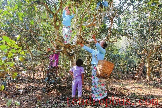 A Millennium-Old Tea Forest: The Evergreen Jingmai Mountain-1