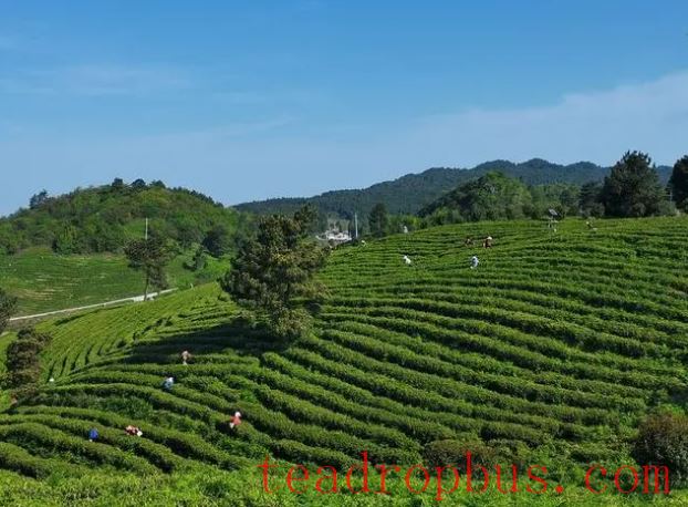 Kaiyang: Spring Tea Picking Season Brings Prosperity Through Local Resources-4