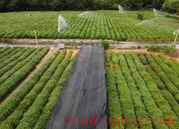 Facing the Heatwave, Tea Villages in the West Lake Scenic Area Have Measures to Protect Their Crops-1