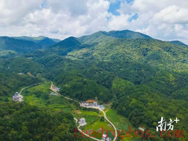 Camellia Oil Plantation: Huangtang Town, Zijin County Aims for 10,000 Mu-2