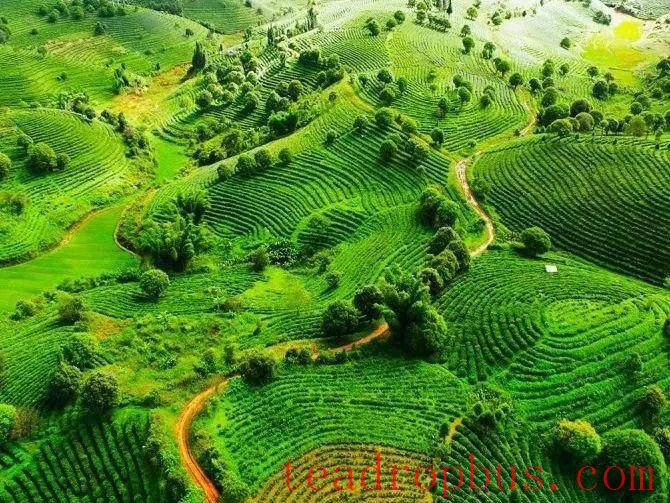 The Spring Tea Season: An Overview of the History and Culture of Menghai Pu'er Tea (Part 1)-3
