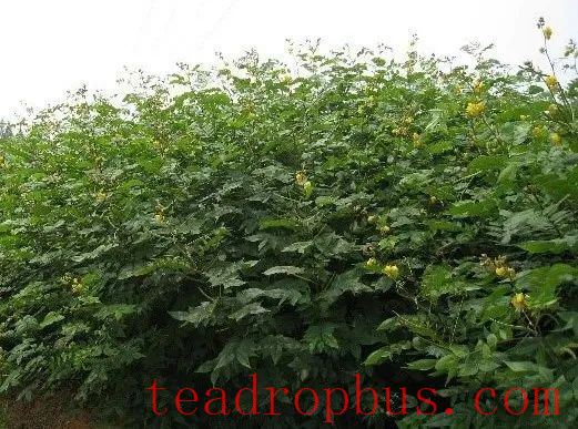 Characteristics of Summer Green Manure Varieties and Planting Techniques in Tea Gardens-1