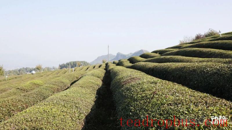 Early Winter, Busy with Tea Garden Management-6
