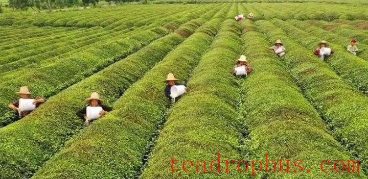 Scientific Fertilization Guidance for Tea Trees in the Autumn and Winter of 2025-2