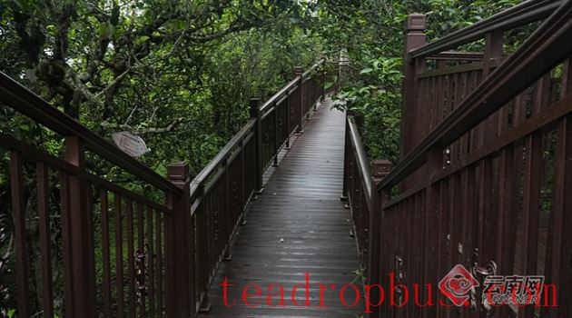 Menghai Ban Zhang Village: Aromatic Tea and Ancient Charm, Pearl on the Frontier-2