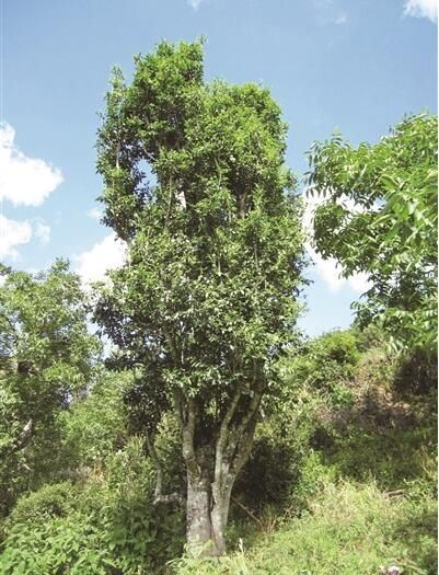 The History of Tea Planting and Drinking Among the Ethnic Groups in Yongchang-1