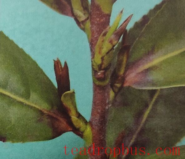 Physiological Protection of White Tea-4