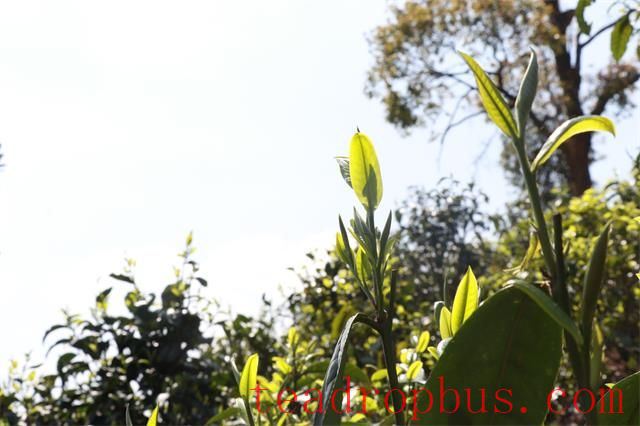 Lao Xu on Tea: What is the ideal altitude range for producing high-quality tea? Apart from Xigui, are there any other exceptional teas that defy conventional wisdom?-3